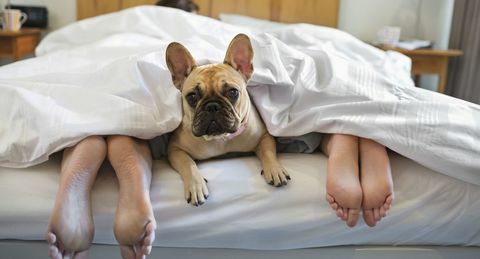 Perro en la cama con dueños