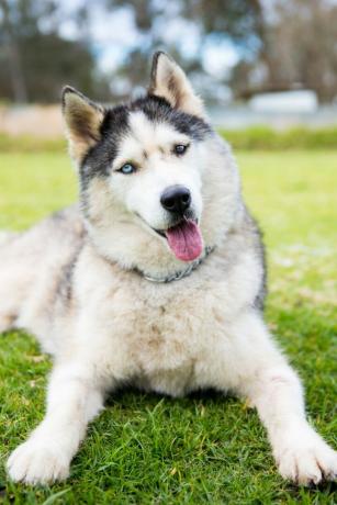 Los pHuskies son inteligentes, felices y receptivos. Son amigables por naturaleza pero también muy tercos. Este perro de alta energía prefiere estar al aire libre. pag