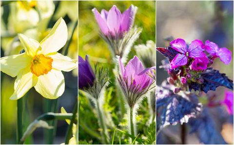 flores de primavera