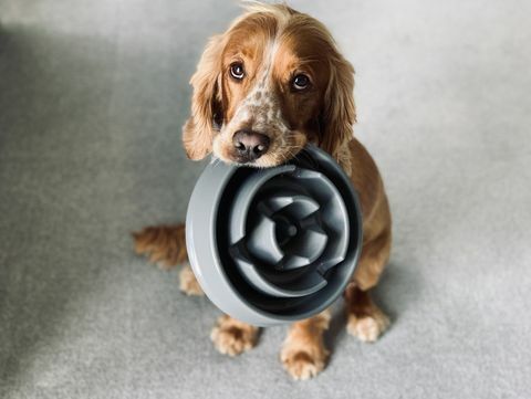 spaniel sosteniendo un cuenco