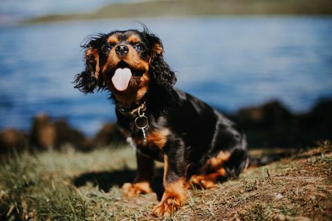 Cavalier King Charles Spaniel cachorro por lago