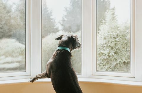 perro mirando por la ventana