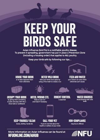 Cómo proteger a las aves de corral de la gripe aviar este año