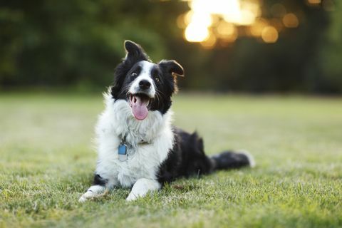 feliz border collie perro al aire libre