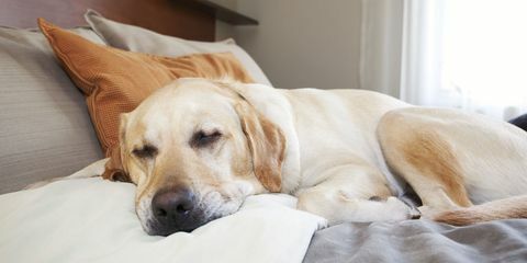 labrador dormido