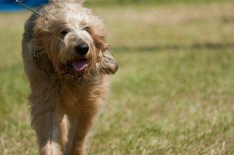 Otterhound en ring