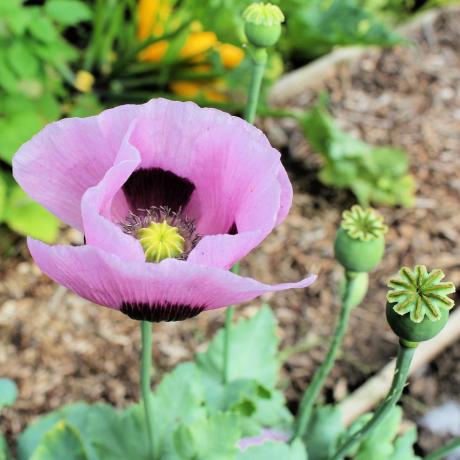 que hacer en el jardin en septiembre