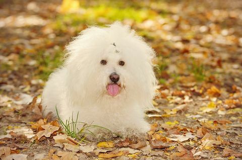 Bichon boloñesa perro relajarse en el parque