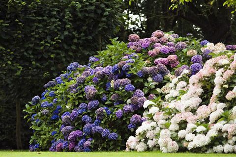 Flores de hortensia en jardín