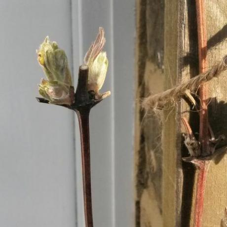 que hacer en el jardin en febrero clematis