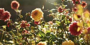 Cómo ayudar a tu jardín a sobrevivir a una ola de calor