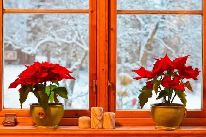 Tradiciones navideñas noruegas dos poinsettias y candelabros en la ventana de la cocina, vista al jardín y árboles con nieve