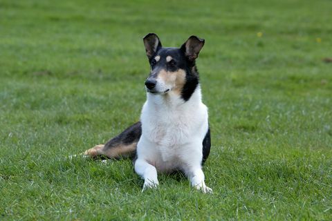 perro collie liso