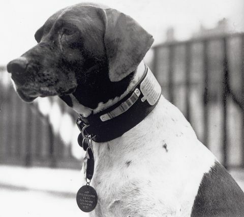 perros segunda guerra mundial día