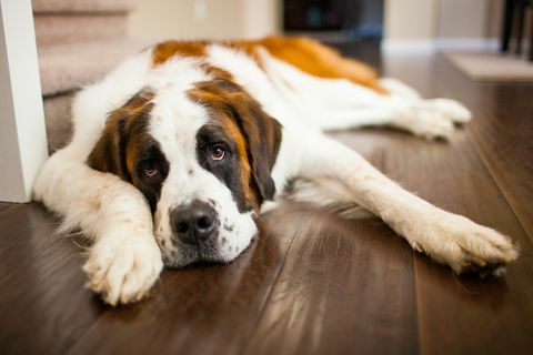 un perro cansado de san bernardo se relaja en un suelo de madera en el interior