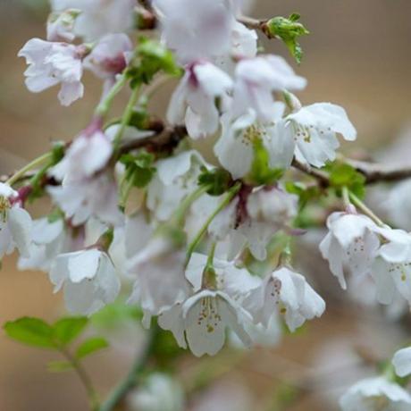 flores de primavera – flor de cerezo