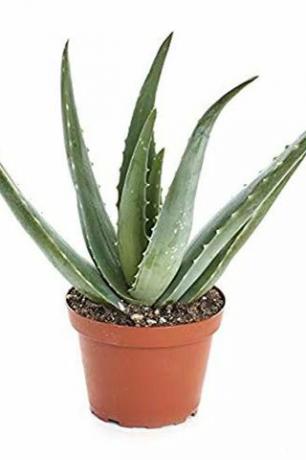 Aloe Vera, maceta de 4 pulgadas