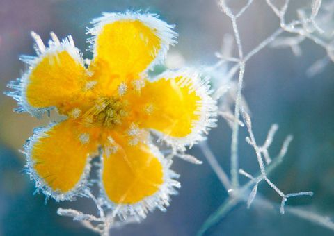 helada flor invierno
