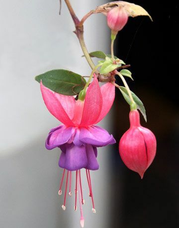 fucsias rosa y morado