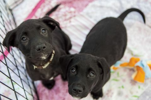 Cachorros para adopcion