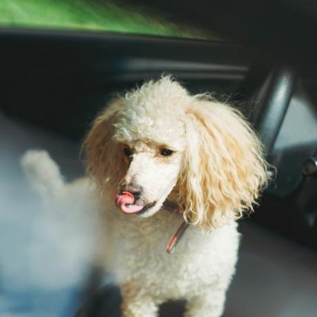 caniche en el coche