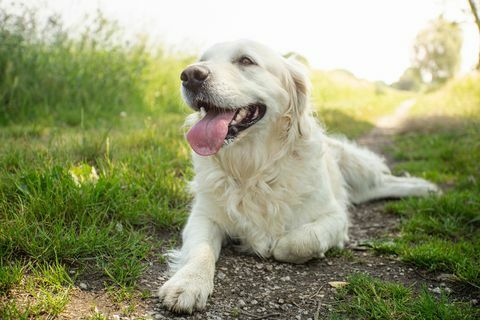 cachorro golden retriever