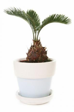 planta de palma de sagú