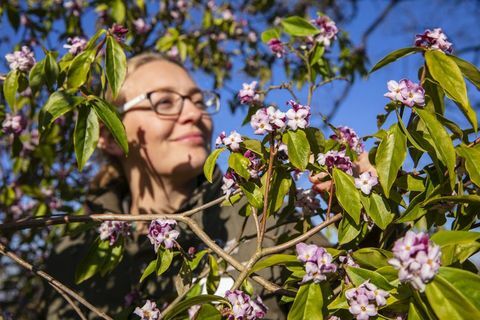 Febrero fragante llega a medida que las flores de invierno florecen más y mejor