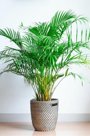 plantas de interior populares palma areca, chrysalidocarpus lutescens, en una cesta de mimbre, aisladas frente a una pared blanca en un suelo de madera