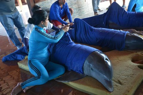Rescate de delfines Irma