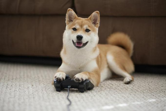 perro jugando juegos