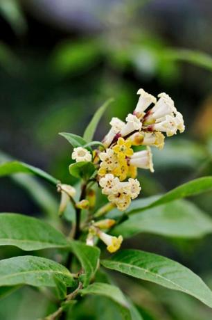 Flor, Planta con flores, Planta, Planta terrestre, buddleia, familia Acerola, 