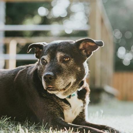 perro negro tirado en la hierba en un jardín soleado