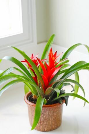 bromelia vibrante de plantas de interior populares, rincón de acento de baño brillante