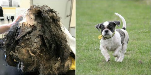 Transformación de perro soldado: pelaje mate