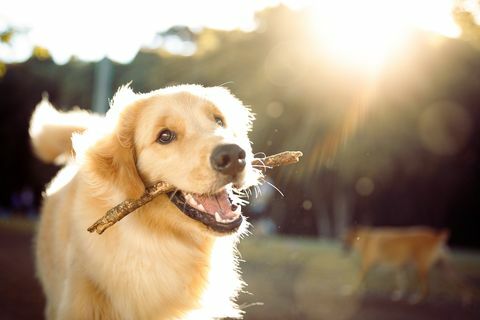 lindo perro feliz jugando con un palo