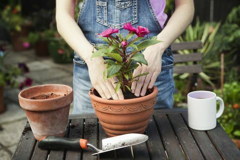 primer plano de la planta de trasplante de manos