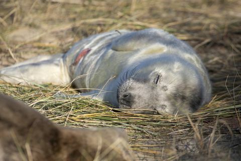 Foto de cría de foca recién nacida