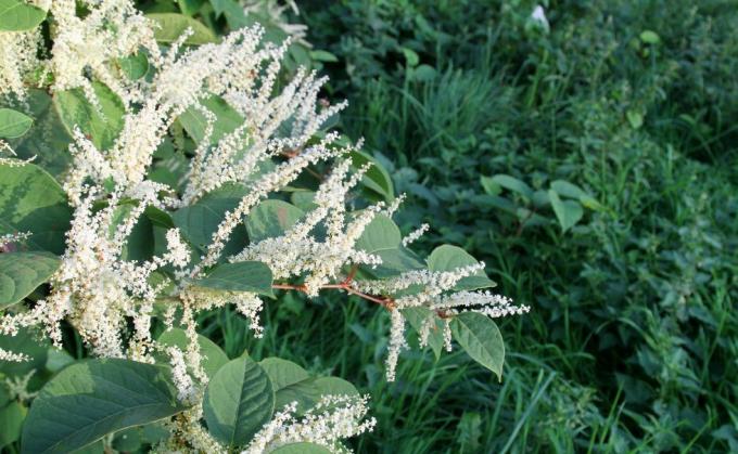 Floración de nudo japonés, maleza invasora, clasificada como residuo controlado según la ley de protección ambiental de 1990, crece a partir de pequeños fragmentos de rizomas en la red subterránea de tallos y raíces, se propaga fácilmente y puede abrirse camino a través del concreto y asfalto, sus raíces pueden llegar hasta 3 m de profundidad aquí en el Reino Unido. Tener esta maleza en su jardín puede reducir el valor de su casa al varios miles