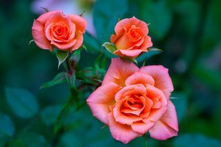 tres rosas rojas rosadas cerca del jardín