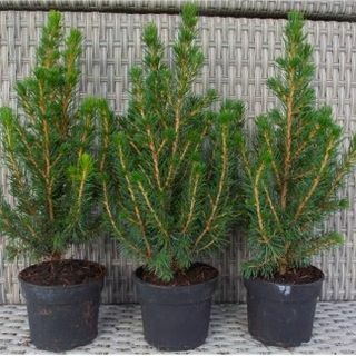 Mini Arbolitos de Navidad - Picea - Ideal para Decoración de Mesa