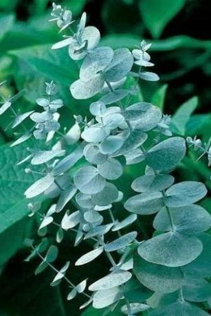 Semillas de eucalipto 'Silver Drop'