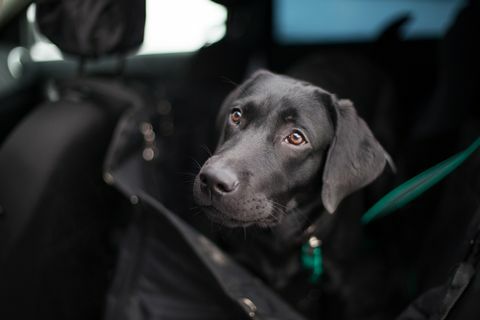 Labrador negro en auto transformador hamaca