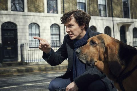 Benedict Cumberbatch como Sherlock con un sabueso en el programa de televisión de la BBC