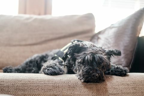 lindo schnauzer peludo descansa tranquila y relajadamente en un sofá suave, está cansado después de una caminata y descansa
