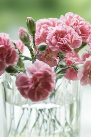 la terraza de la cabaña, claveles rosados ​​dedicados al día de la madre contra el fondo de la naturaleza unas 15 flores de clavel rosa se plantan en un recipiente de vidrio con una luz suave, contra el verde fresco