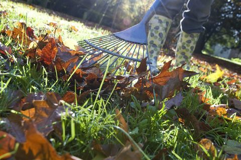 Jardinero rastrillando las hojas caídas de otoño de Garden Lawn