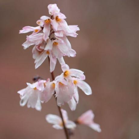 flores de primavera – forsythia blanca