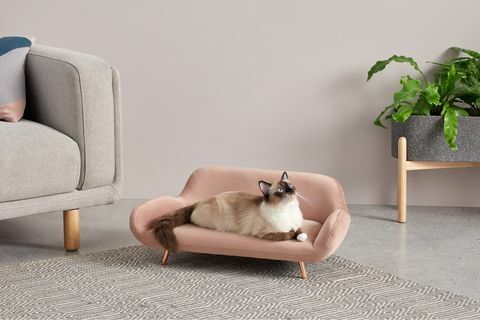 madecom lanza una gama para mascotas a juego con el sofá humano
