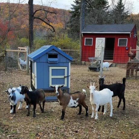 Las cabras de la anarquía crían mascotas animales de granja